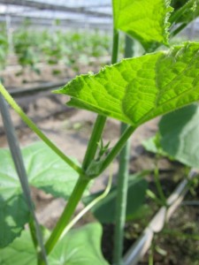 �摜(225x300)�E�g��摜(480x640)