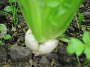 画像(300x225)・拡大画像(640x480)