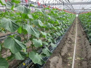 �摜(300x225)�E�g��摜(640x480)