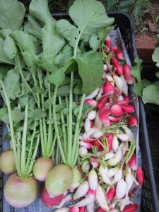 �摜(225x300)�E�g��摜(480x640)