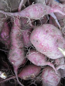 �摜(225x300)�E�g��摜(480x640)