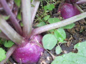 画像(300x225)・拡大画像(640x480)