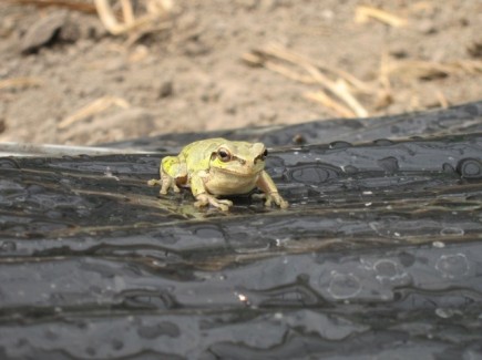 画像(435x325)・拡大画像(640x479)