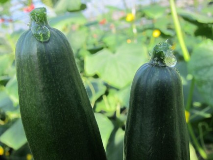 �摜(435x326)�E�g��摜(640x480)