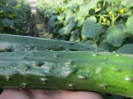 �摜(435x326)�E�g��摜(640x480)