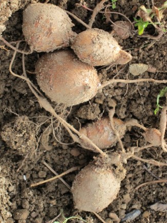 �摜(326x435)�E�g��摜(480x640)