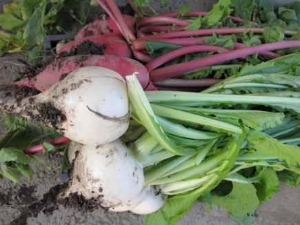 �摜(435x326)�E�g��摜(640x480)