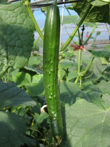 �摜(225x300)�E�g��摜(480x640)