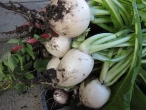 画像(300x225)・拡大画像(640x480)