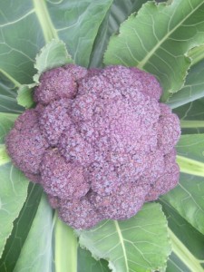 �摜(225x300)�E�g��摜(480x640)