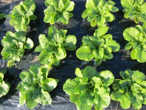 画像(300x225)・拡大画像(640x480)