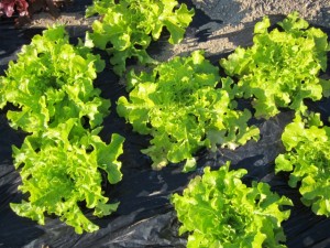 画像(300x225)・拡大画像(640x480)