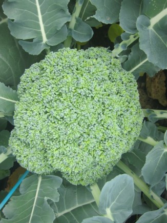 �摜(326x435)�E�g��摜(480x640)