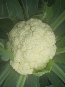 �摜(225x300)�E�g��摜(480x640)