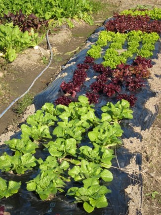 画像(326x435)・拡大画像(480x640)