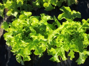 画像(300x225)・拡大画像(640x480)