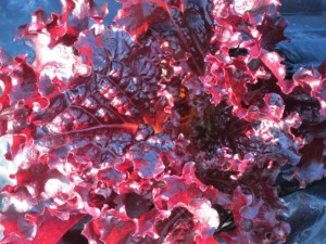 画像(300x225)・拡大画像(640x480)