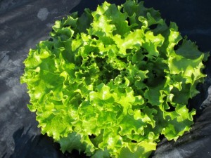 画像(300x225)・拡大画像(640x480)