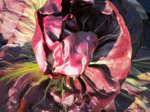 画像(300x225)・拡大画像(640x480)