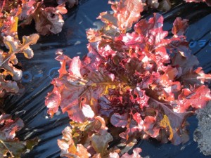 画像(300x225)・拡大画像(640x480)