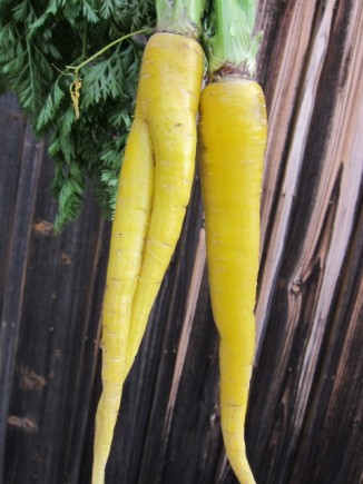 �摜(326x435)�E�g��摜(480x640)