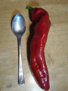 �摜(225x300)�E�g��摜(480x640)