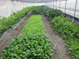 �摜(300x225)�E�g��摜(640x480)