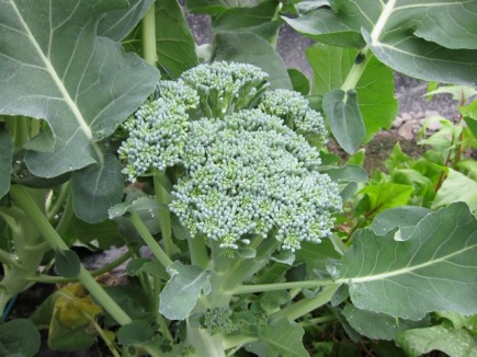 �摜(435x326)�E�g��摜(640x480)