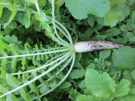 �摜(435x326)�E�g��摜(640x480)