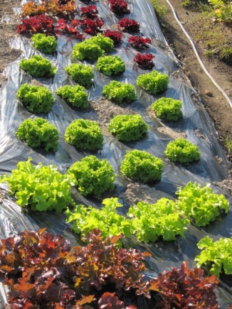 画像(326x435)・拡大画像(480x640)