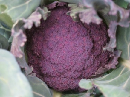 �摜(435x326)�E�g��摜(640x480)