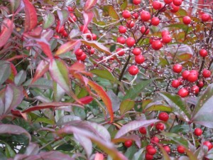 �摜(300x225)�E�g��摜(640x480)