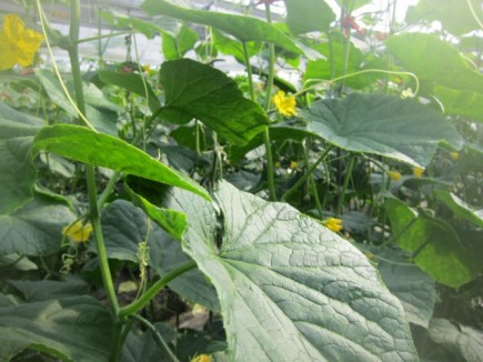 �摜(435x326)�E�g��摜(640x480)