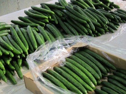 �摜(435x326)�E�g��摜(640x480)