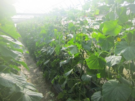 �摜(435x326)�E�g��摜(640x480)