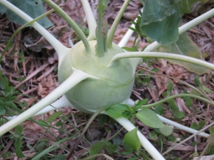 �摜(435x326)�E�g��摜(640x480)