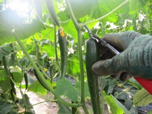 �摜(300x225)�E�g��摜(640x480)