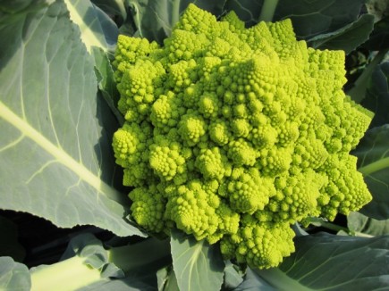 �摜(435x326)�E�g��摜(640x480)