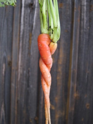 �摜(326x435)�E�g��摜(480x640)