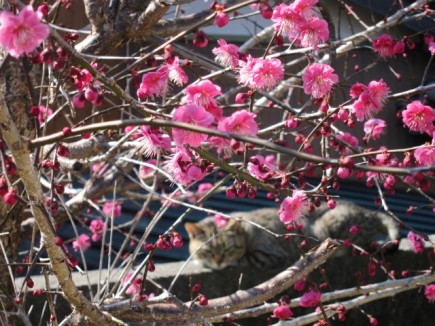 �摜(435x326)�E�g��摜(640x480)