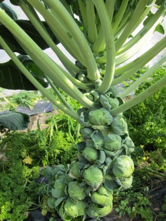 �摜(326x435)�E�g��摜(480x640)