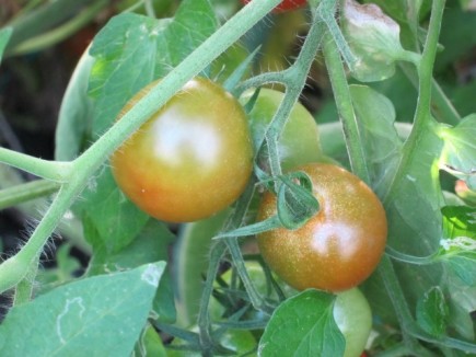 �摜(435x326)�E�g��摜(640x480)