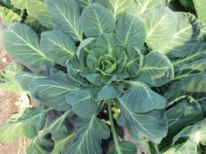 �摜(300x225)�E�g��摜(640x480)