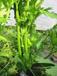 �摜(225x300)�E�g��摜(480x640)