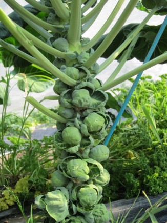 �摜(326x435)�E�g��摜(480x640)