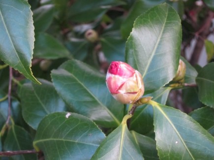 �摜(435x326)�E�g��摜(640x480)