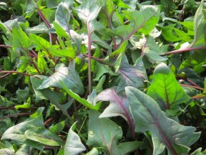 �摜(300x225)�E�g��摜(640x480)