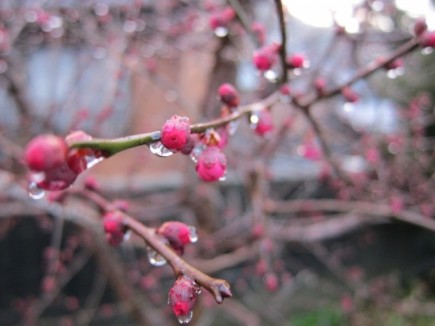 �摜(435x326)�E�g��摜(640x480)