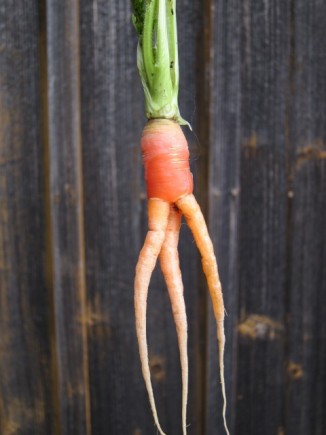 �摜(326x435)�E�g��摜(480x640)