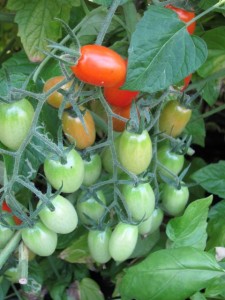 �摜(225x300)�E�g��摜(480x640)